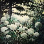 Hortensje | Krzysztof Nowak