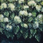 Bukiet | Halina Nowicka
